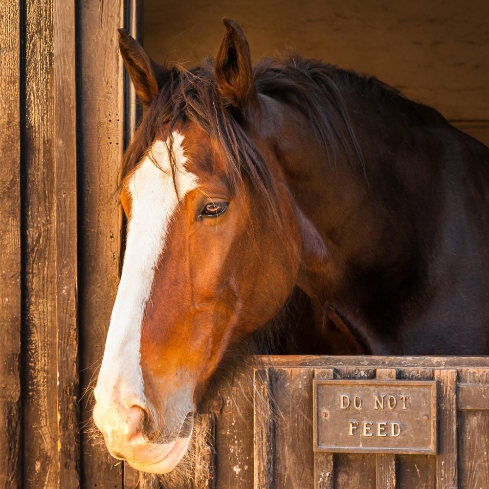 draft horse in barn stall