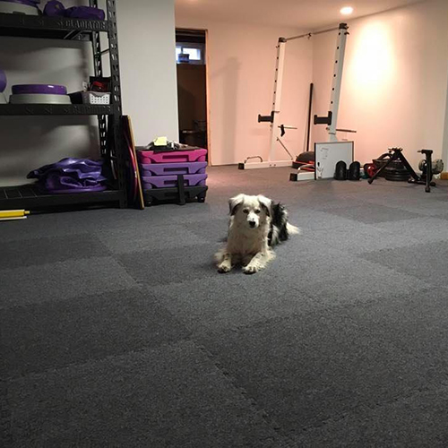 Royal Interlocking Carpet Tiles in Basement Gym showing a dog