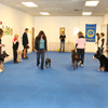 Dog Agility Mats