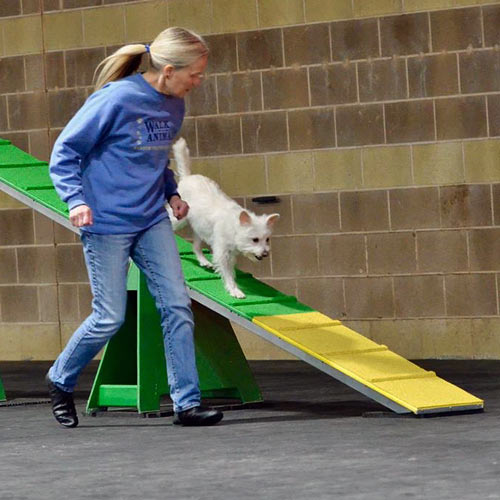Dog running on agility ramp on Greatmats agility flooring mats.