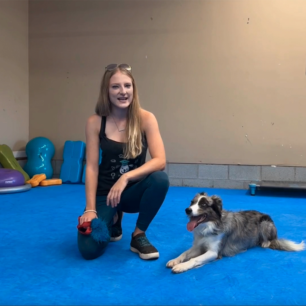 Sara Carson on Super Collies standing on blue dog agility mats