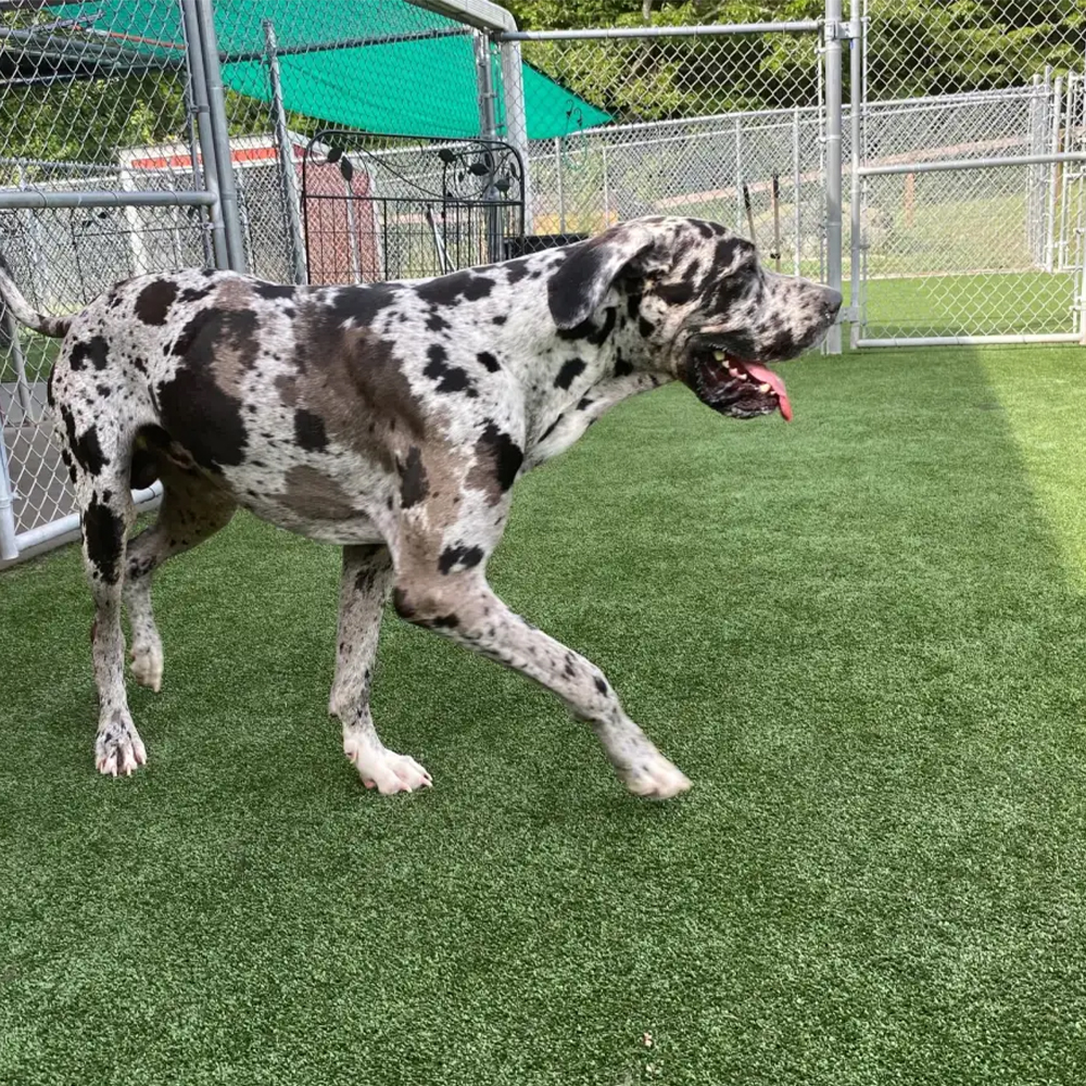 Great Dance dog walking on Pet Heaven Artificial Grass Turf at dog facility