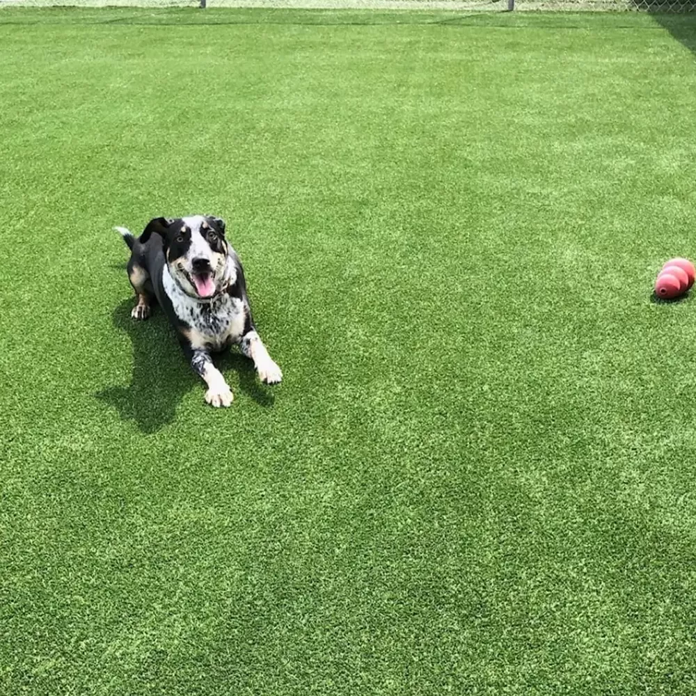 pet friendly artificial turf grass in back yard with dog