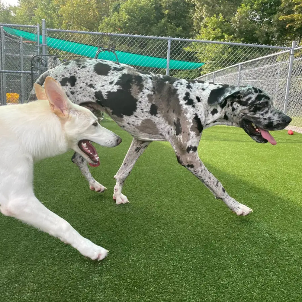 two dogs walking on Pet Heaven Artificial Grass Turf at outdoor dog daycare area