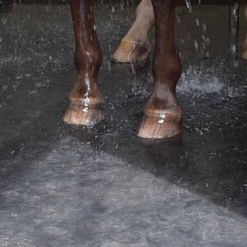 close up of horse being washed in washbay on rubber mats
