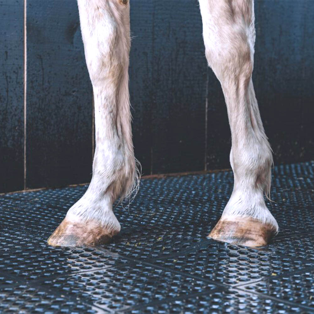 Horse standing on Wash Rack Classic Interlocking Mat 1/2 Inch x 3x3 Ft.