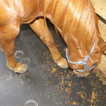 Pebble Mat 3/4 Inch Horse