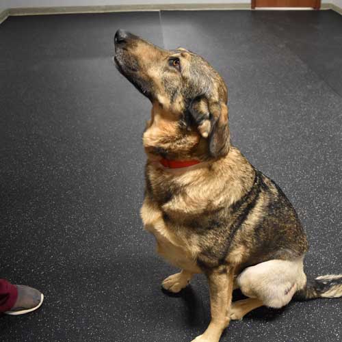 Rubber Flooring at The Babinski Foundation German Shepard 