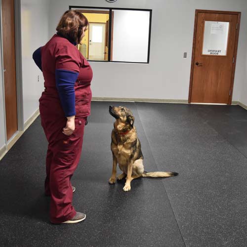 Rubber Rolls for Animal Center Flooring