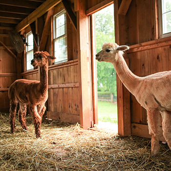 Alpaca Stall Mats