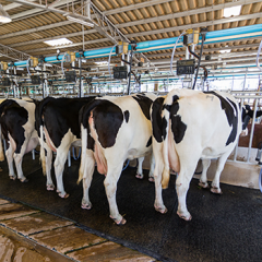 Budget Cow Mats thumbnail