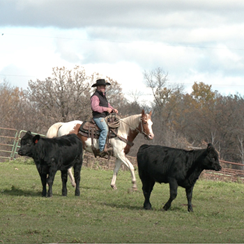 How to Check Cattle on Horseback