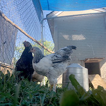 flooring for a chicken coop