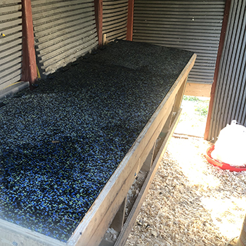 What To Put On A Chicken Coop Floor?