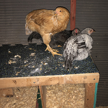 chicken nesting box rubber flooring