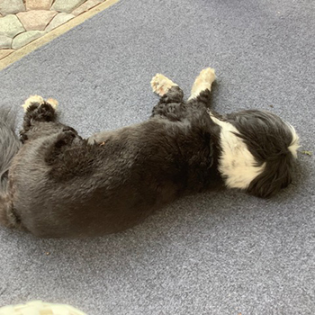 Dog Friendly Royal Interlocking Carpet Tiles
