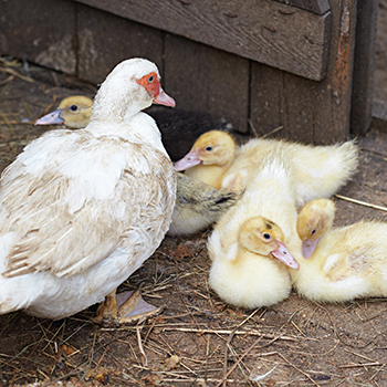 ducks on Duck House Flooring 
