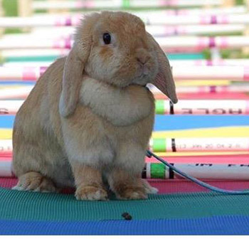 rabbit on agility course with foam mats