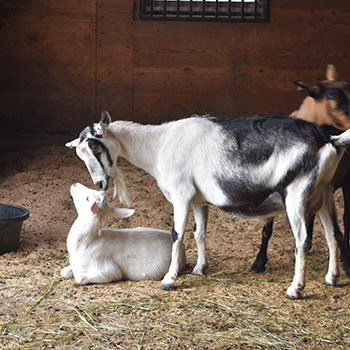 Goat Barn Flooring