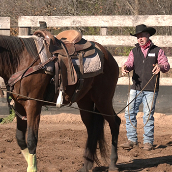How to Ground Drive A Horse