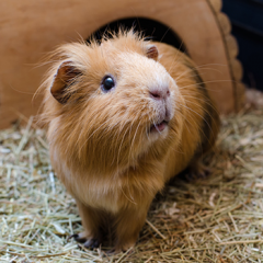 choose flooring for guinea pig runs thumbnail