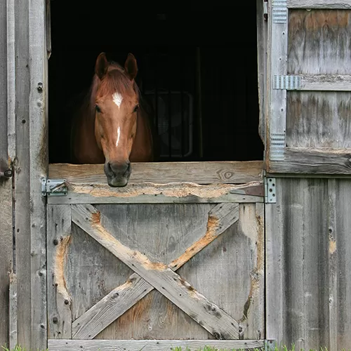 Horse in weathered barn stall