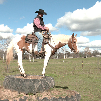 How to Get Horses to Climb Tire Obstacles