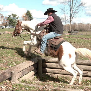 How to Get Horses to Climb Step Obstacles