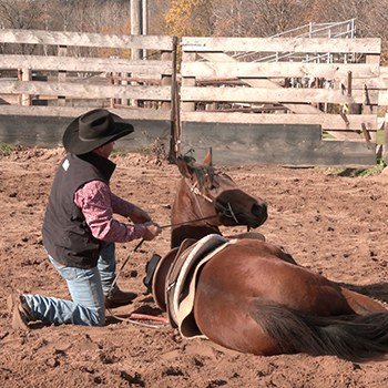 How to Lay a Horse Down
