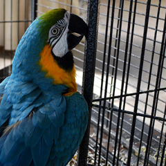 flooring for under a parrot cage thumbnail