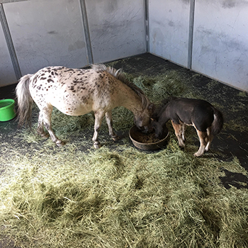 mats for horse feeding station