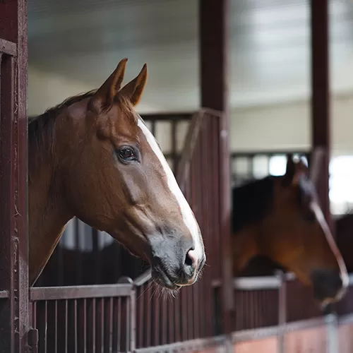 Multiple Horses in stable stalls