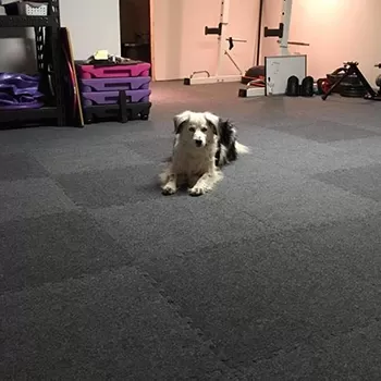 dog relaxing laying down on carpet tiles flooring at home