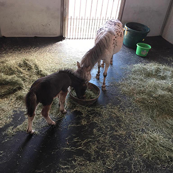 pony feeding station