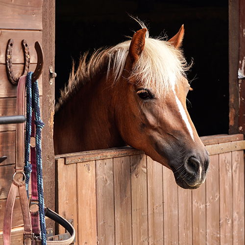 https://www.greatmats.com/images/animal/pony-in-stall-outdoor.jpg