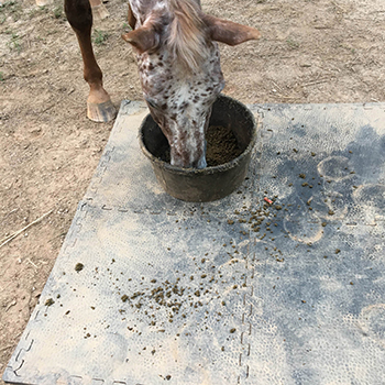 portable horse feeding station