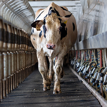 cow walking in milking parlour