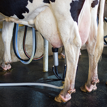 Rubber Dairy Cow Mats