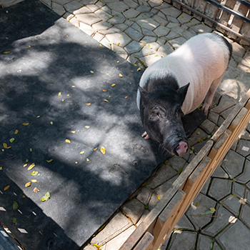 Rubber Pig Stall Mats