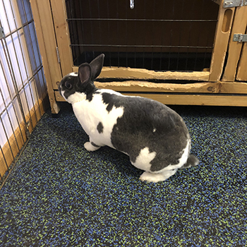 rubber rabbit cage flooring