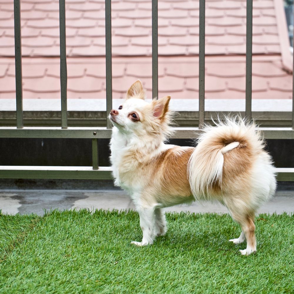 pet and dog friendly artificial grass how to clean