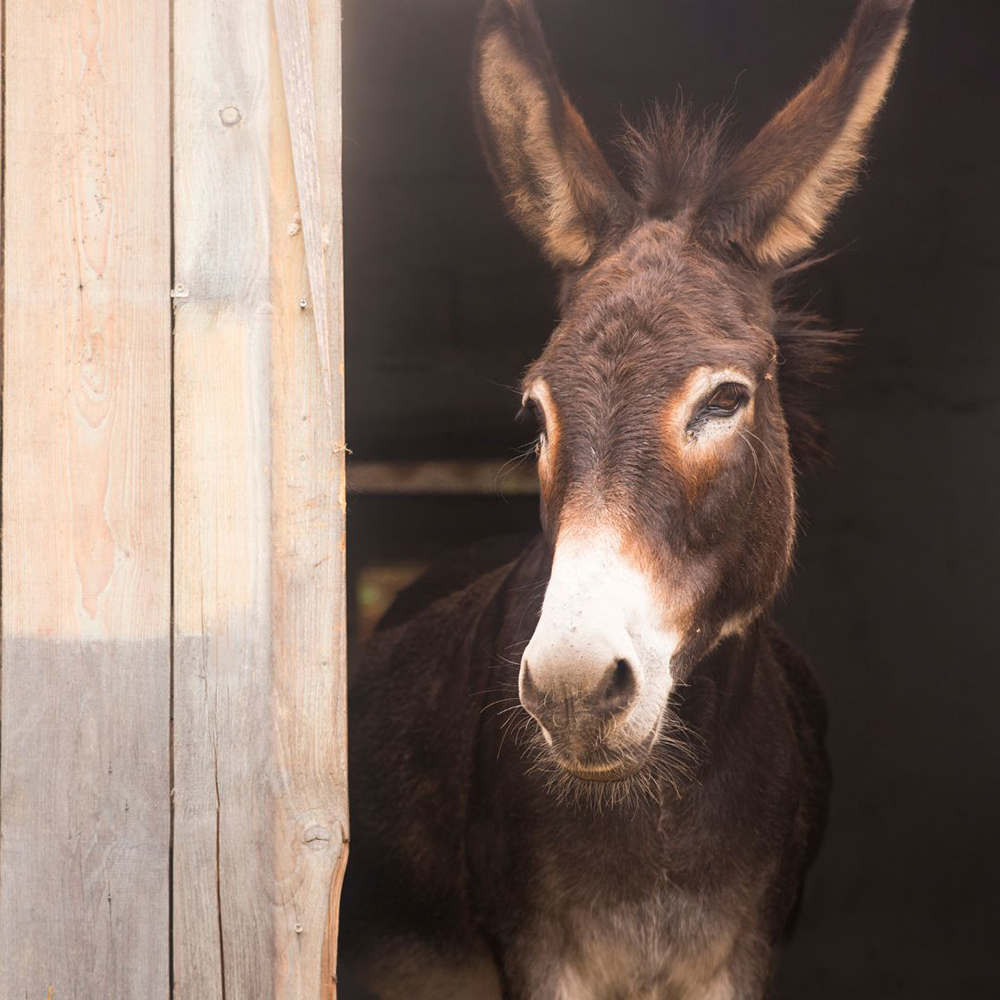 donkey in a stall peeking out