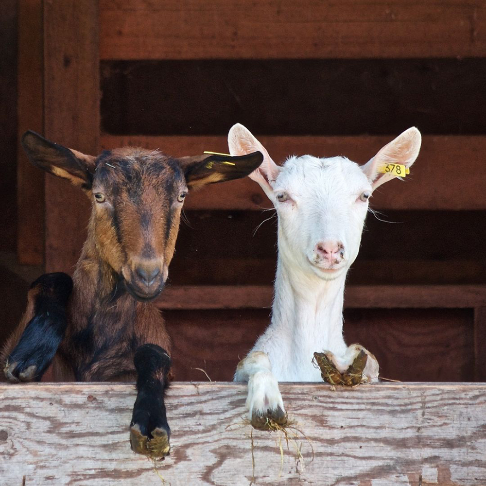 goats in a barn stall