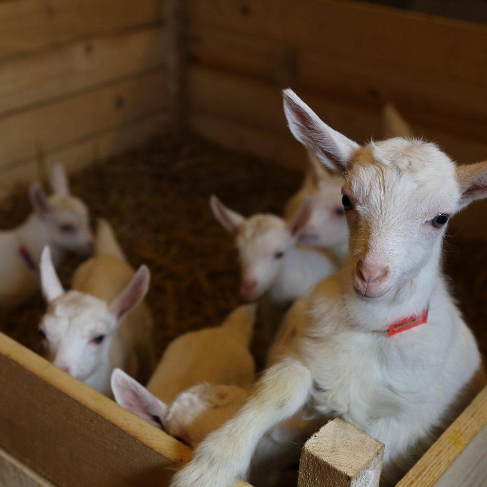 goat and babies in birthing stall