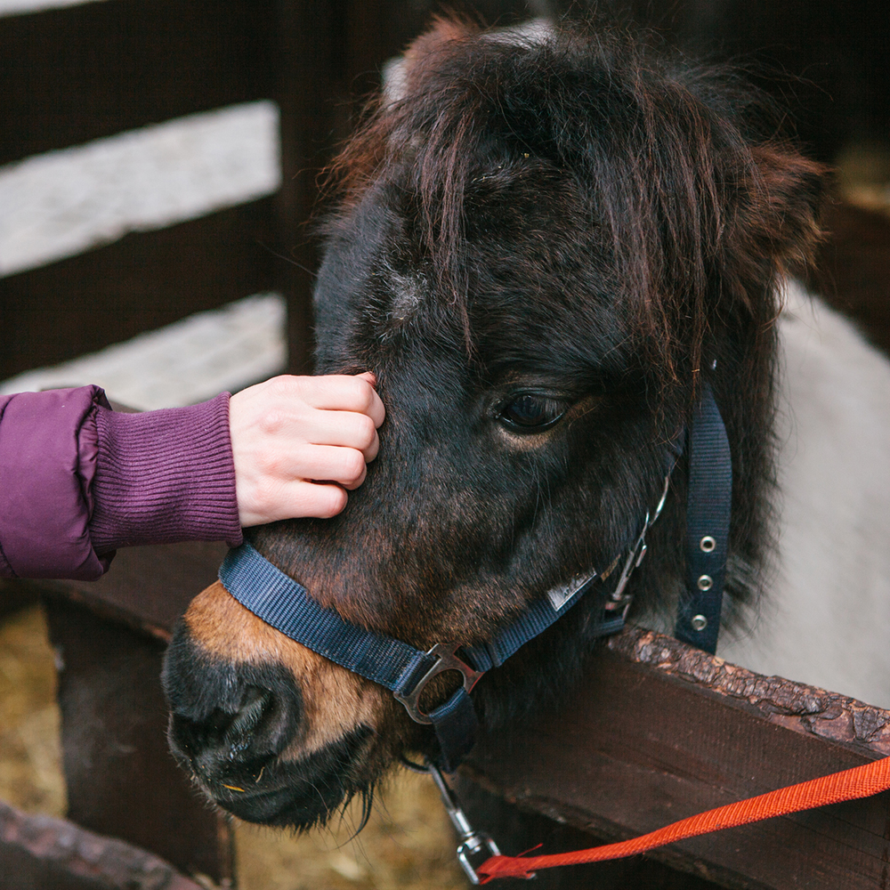 pet pony in a stall stall