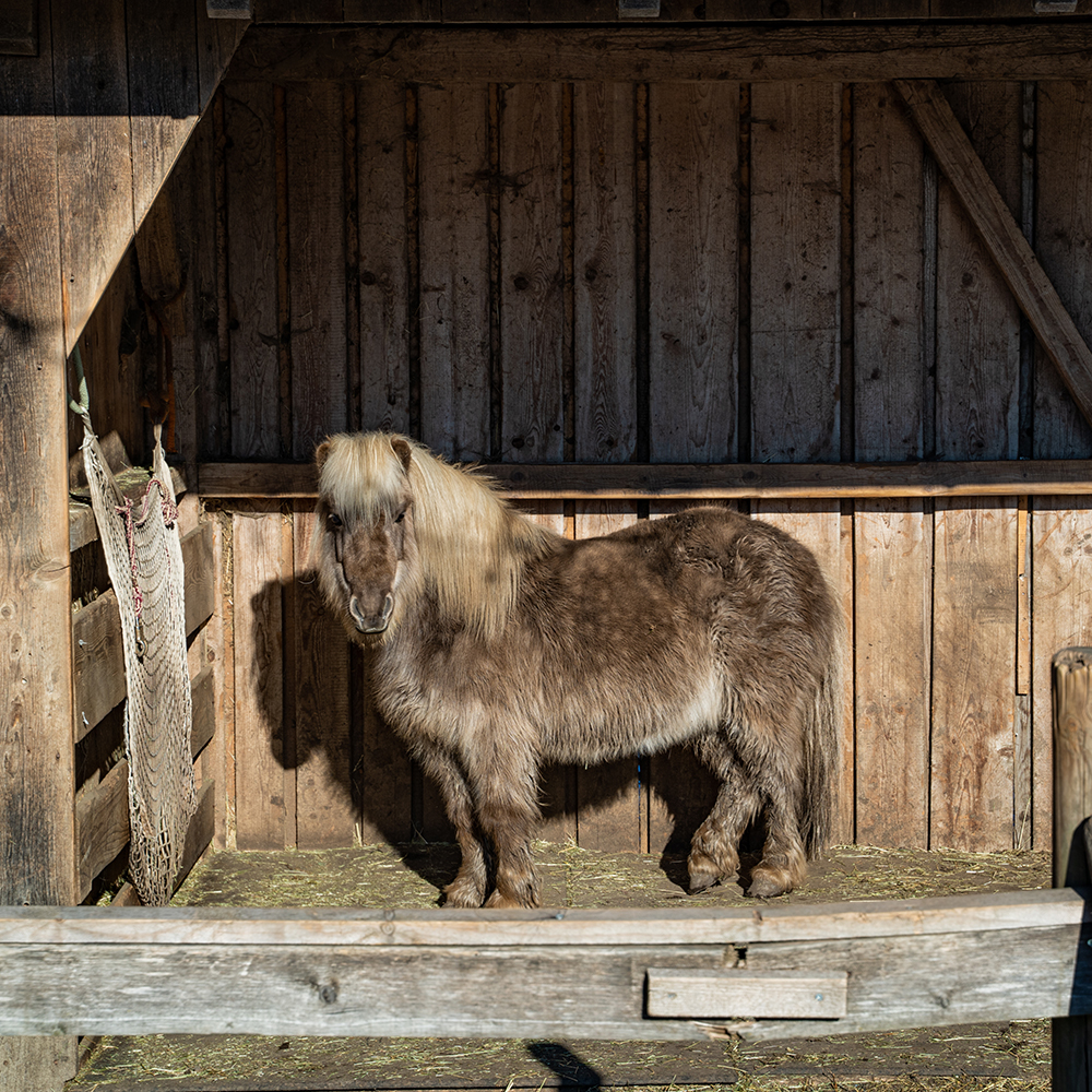 pony in a stall in winter