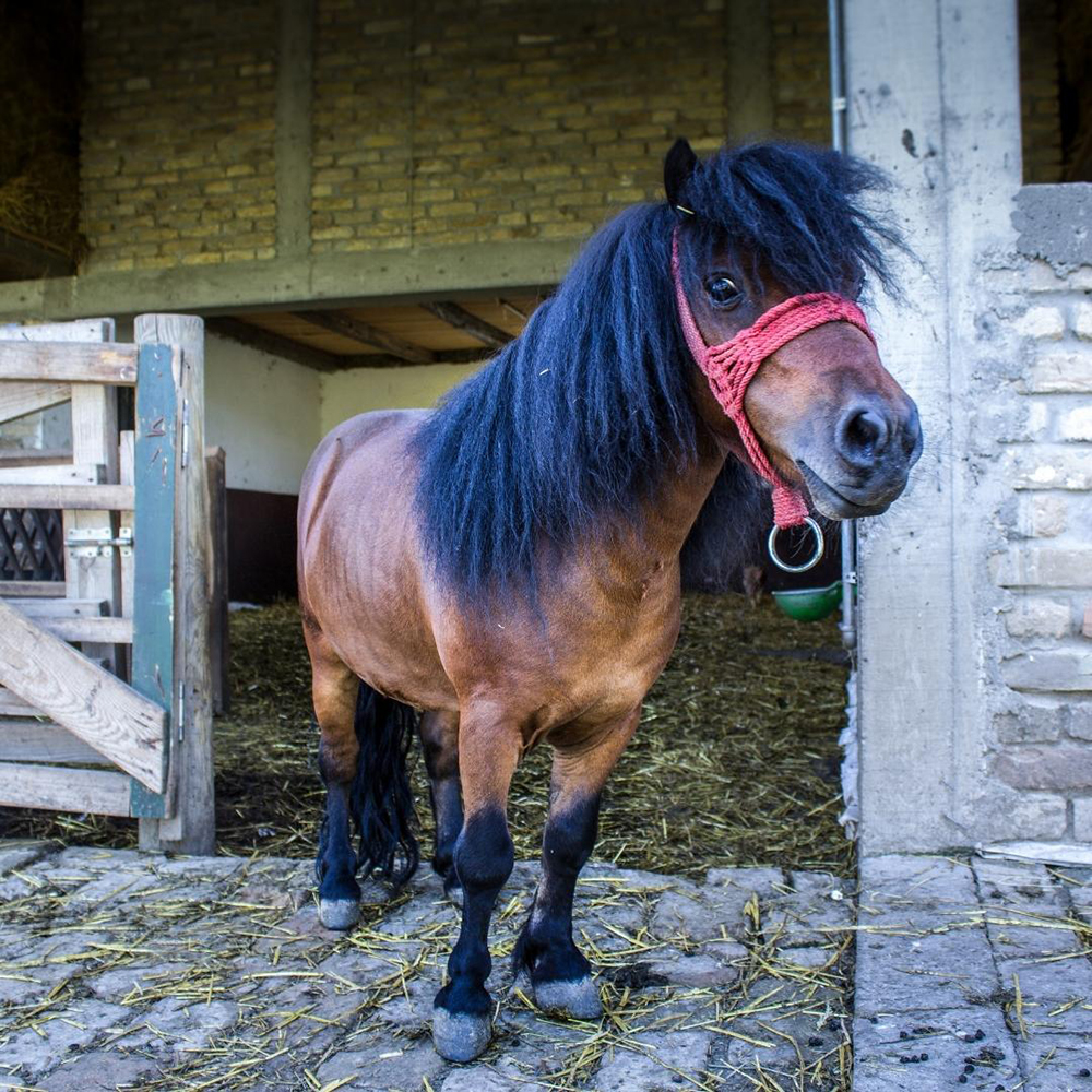 pony outside of stall