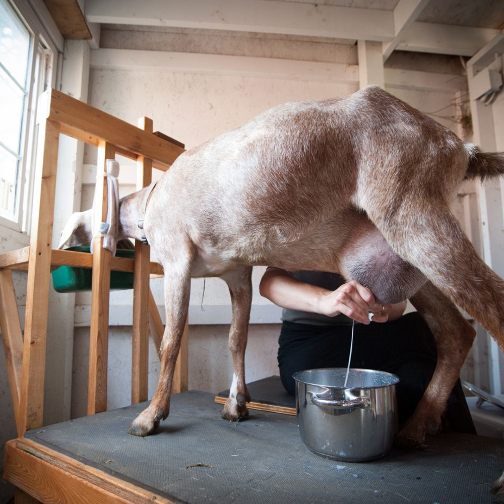 goat milking stand with non-slip surface