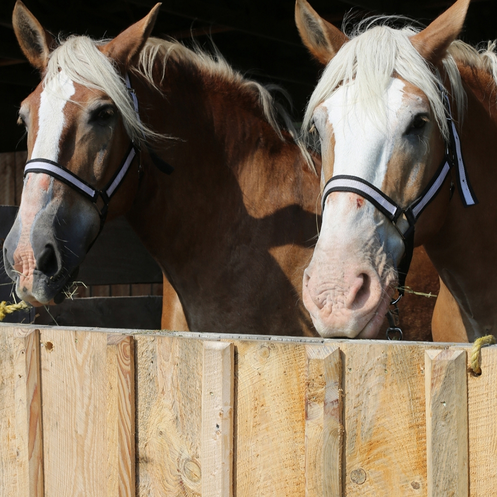 draft horses in barn stall