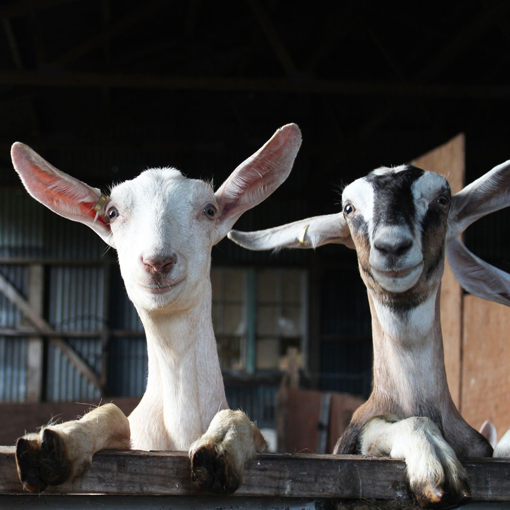 two goats looking out of a stall in a barn